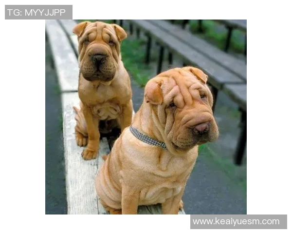 足球明星爱犬大揭秘 哪些狗狗成了球迷心中的宠儿